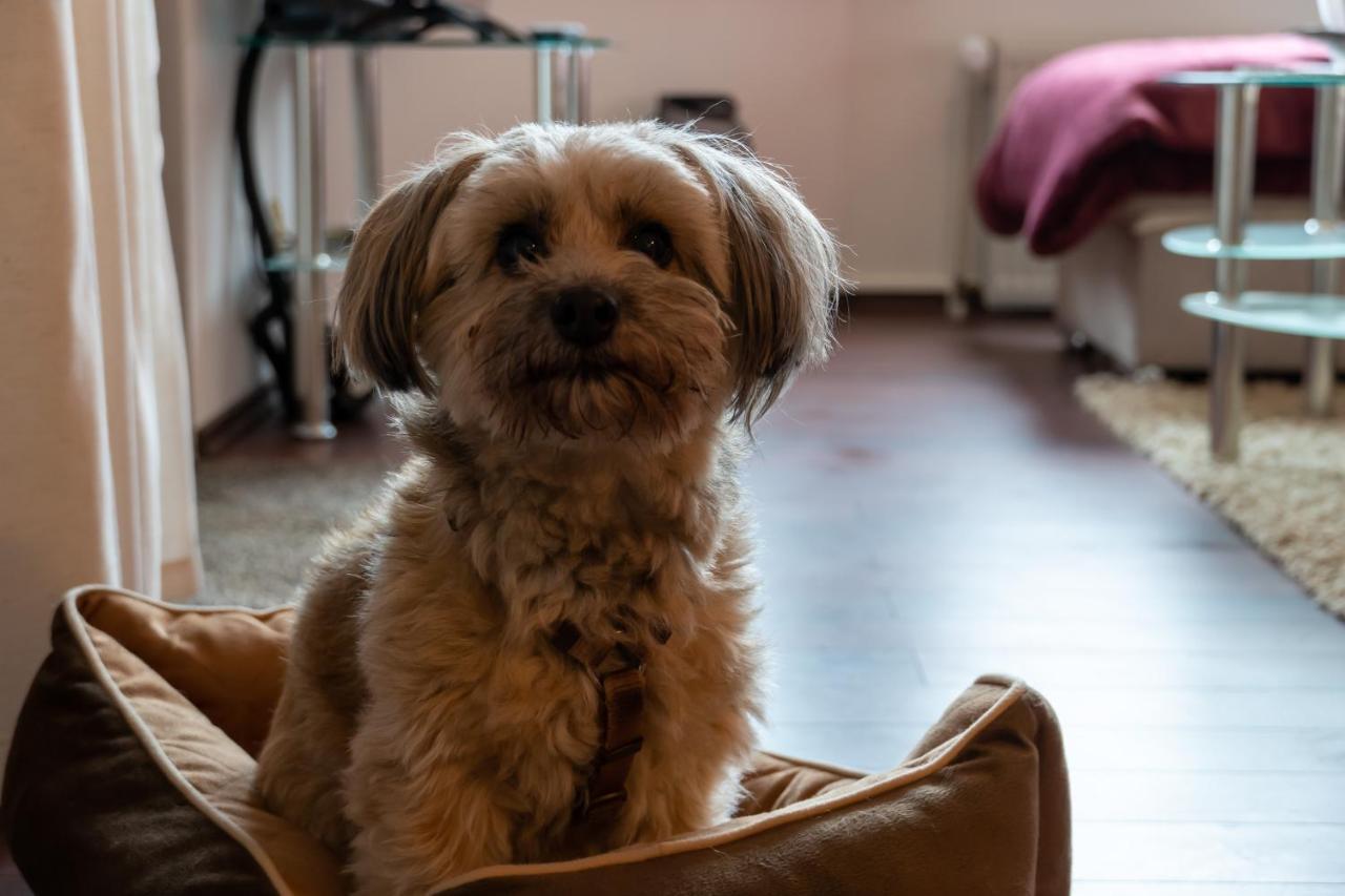 Fewo Harzer Weitblick, Hunde Willkommen, W-Lan, 2X Smart Tv, Dtv 4 Sterne, 4 Pfoten Braunlage Eksteriør bilde